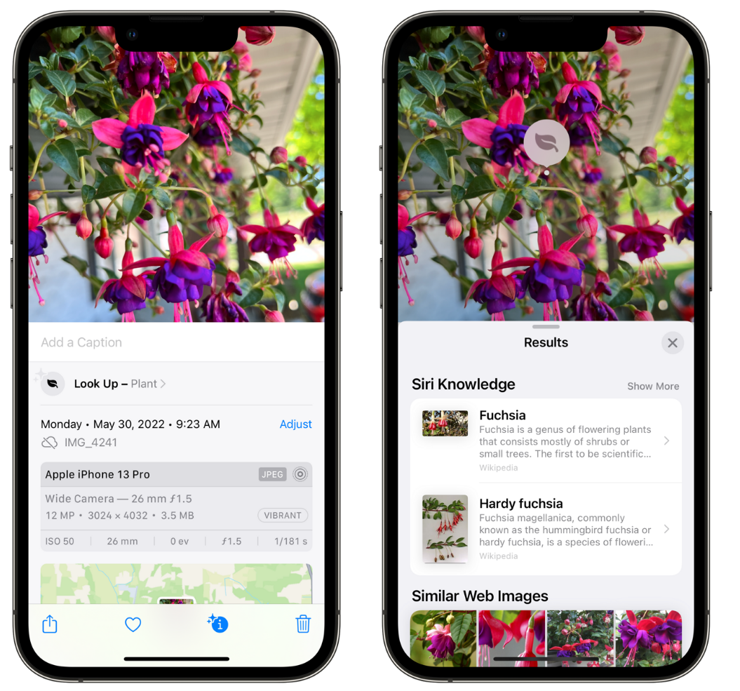高邑苹果手机维修分享小技巧：使用 iPhone 相机识别花卉植物 